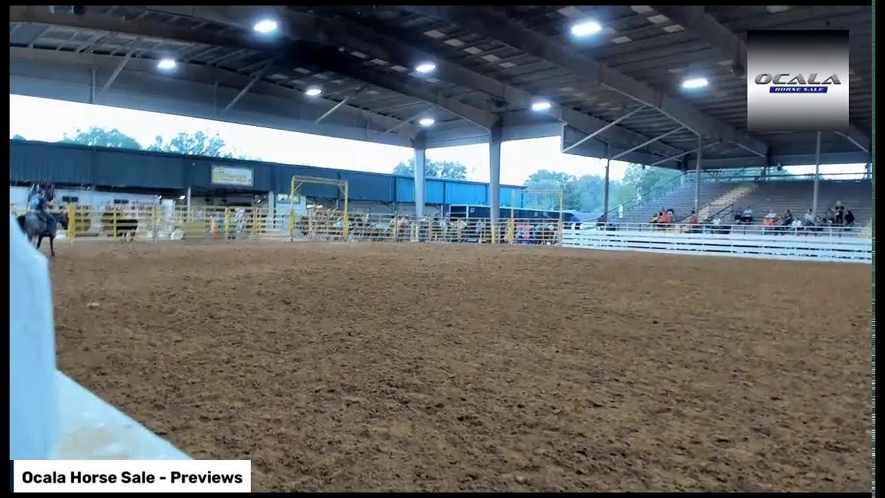 Ocala Horse Sale Previews YouTube