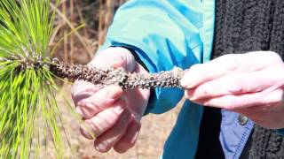 Identifying Longleaf Pine