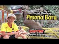 Kandang Merpati Pesona Baru Purworejo