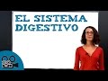 El sistema digestivo