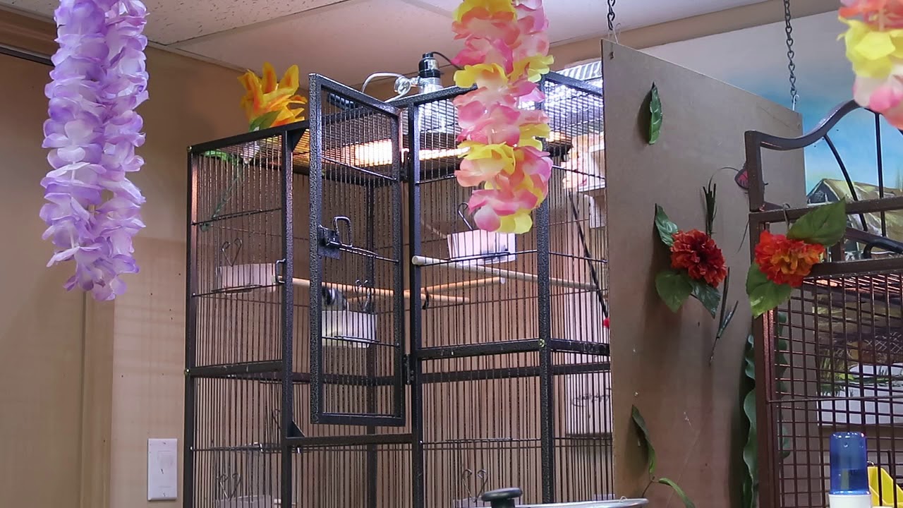 كيف توهم البلابل بحلول موسم التكاثر وتحصل على انتاج مبكر في الاقفاص