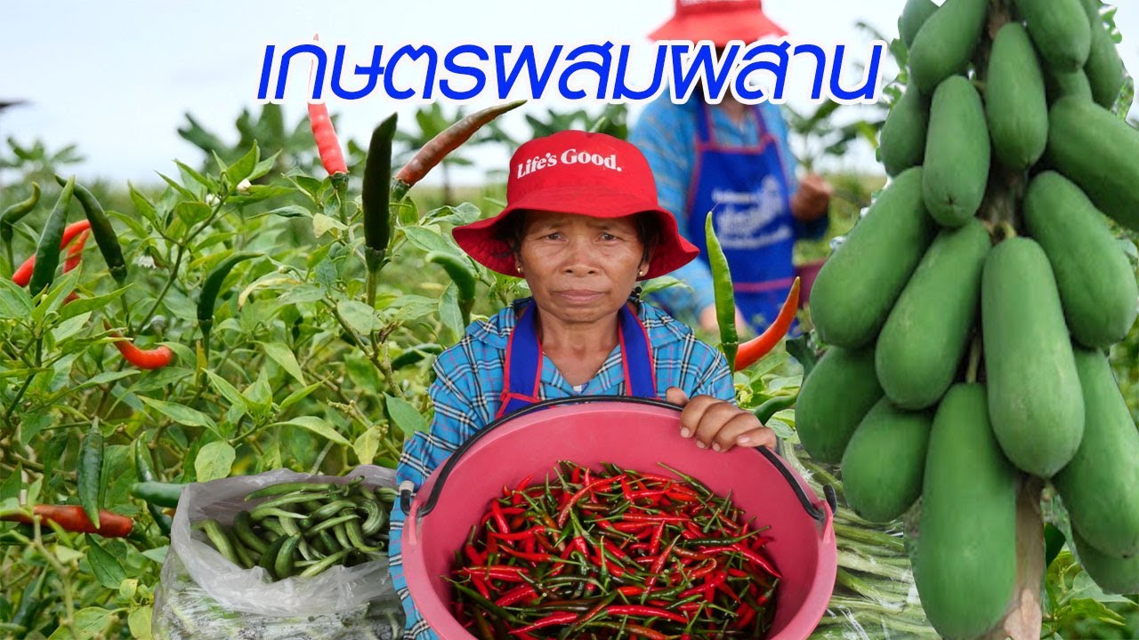 เกษตรข้างทาง สร้างรายได้