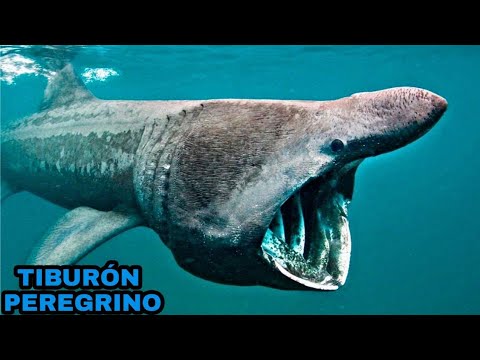 Video: ¿Sigue vivo el tiburón peregrino?