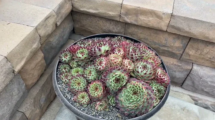 Stunning Front Yard Cactus and Succulent Garden in...