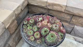 Stunning Front Yard Cactus and Succulent Garden in Mira Mesa!