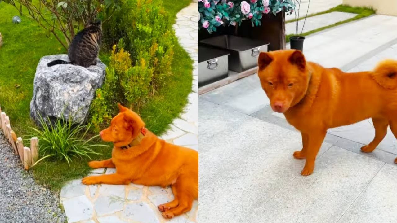 多多護衛系統觸發密碼：豬蹄兒靠近主人！上一秒貼貼玩耍，下一秒立刻 「出手」 打狗，護主屬性絕了！【小锋小志的猫咪小院】