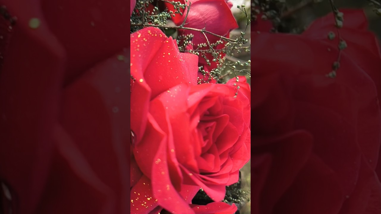 Fresh Flowers 🌹#rose #rosebouquet #foryou #shortfeed #fragrance #redrose #adnansami #love #youtube