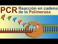 PCR: Reacción en Cadena de la Polimerasa (divulgación científica IQOG-CSIC)