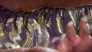 ASMR Honey Eye Cleaning 🍯👁️🧼 Tingly Wet Mouth Sounds 💤💤