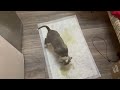 Обучение щенка Стаффа/ Приучение к туалету дома