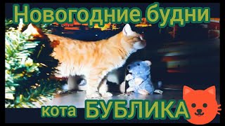 НОВОГОДНИЕ БУДНИ КОТА БУБЛИКА