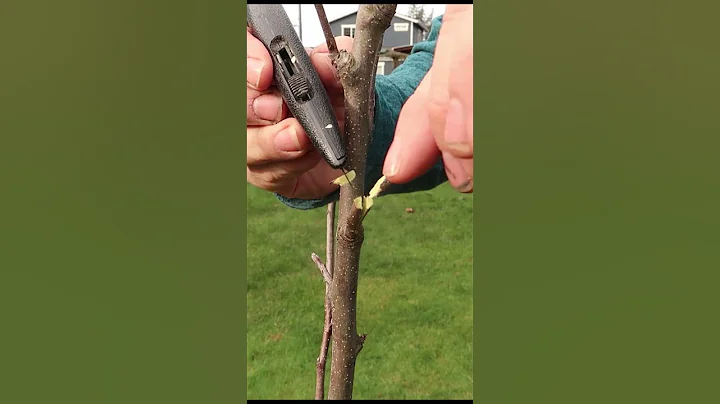 Easy Apple Tree Grafting Technique - Finger Cut