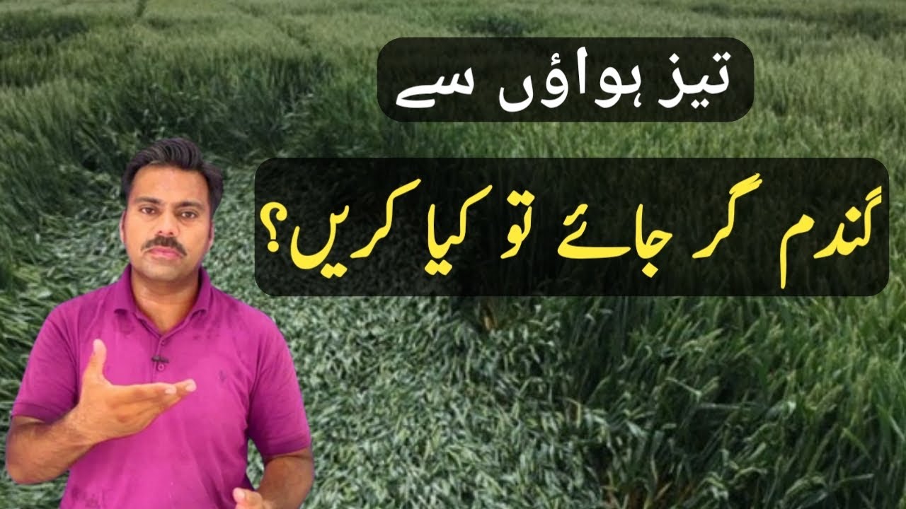 How to reduce grains yield losses after wheat crop lodging | Abid Ali Agrarian