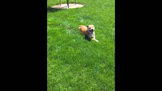 Dog Training -Distractions. Down stay. Recall.