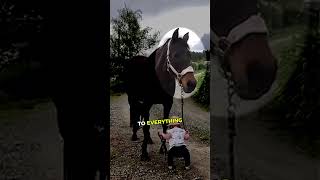 Horse’s shocking reaction towards THIS! 🤯💛   #animals #horse  #dogs Profile
