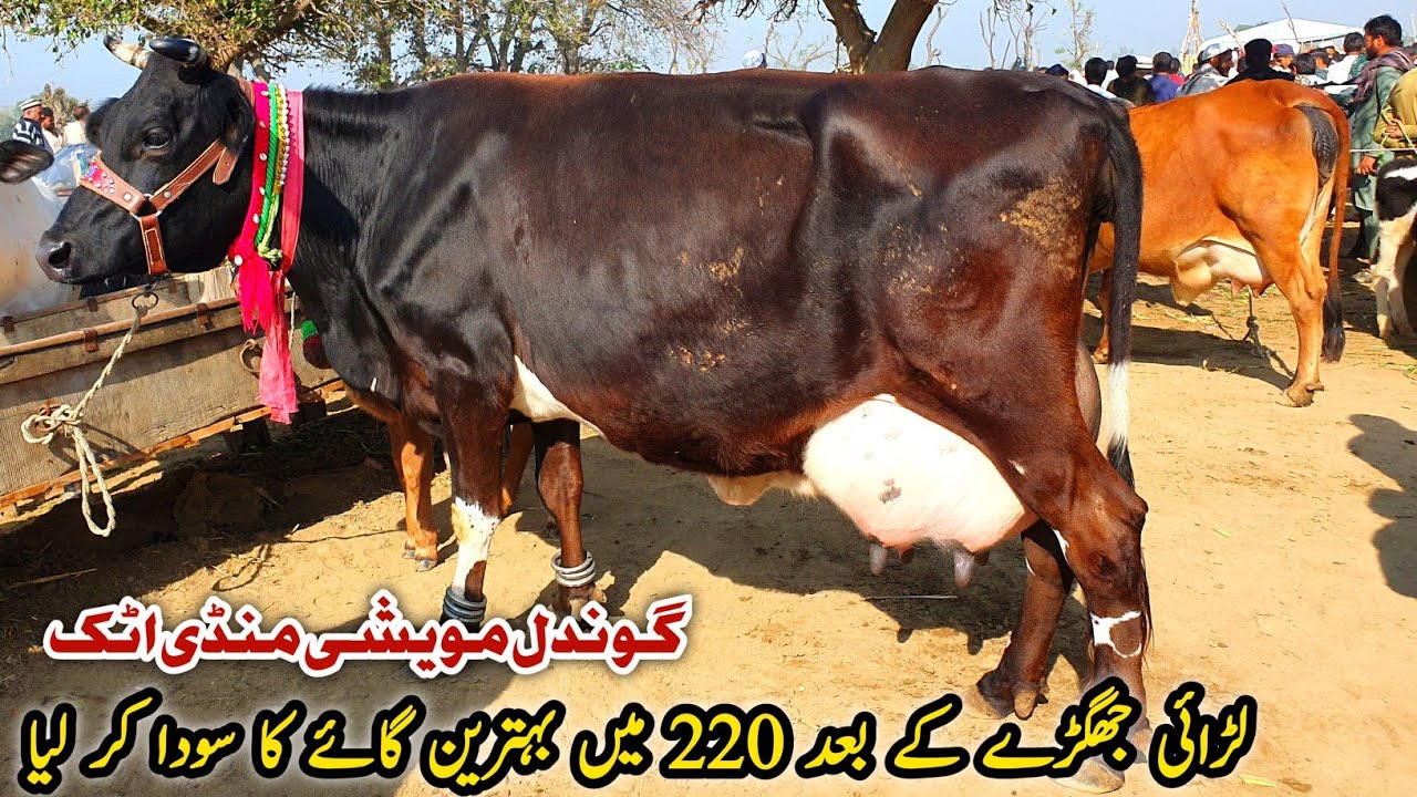 High Milking Cows Rates Gondal Mandi Attock Latest Update November 2024