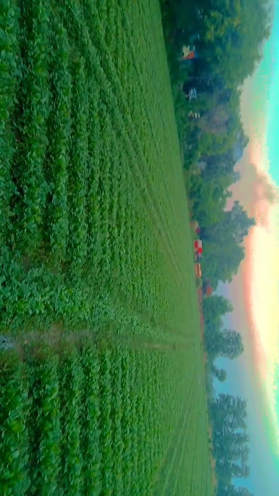 Dil hai tumhara ! Hara vara Mausam 🌄🌱 sunset 🌇 #fpy #subscribe #shorts #tending #shortvideos #short