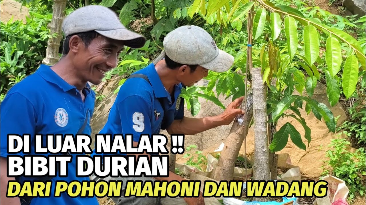 Diluar prediksi MBG !! Membuat bibit durian dari bonggol pohon mahoni dan wadang.