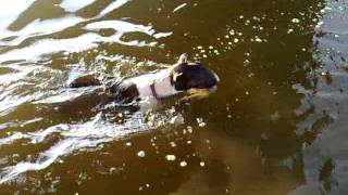 Bull Terrier - Crazy Little Thing 6 Month