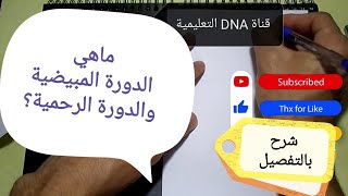 الدورة المبيضية والدورة الرحمية