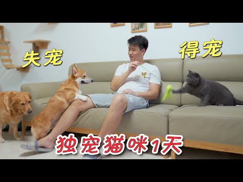 主人独宠猫咪1天，金毛和柯基会是什么反应？