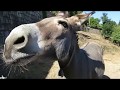 Meetings with the Donkey