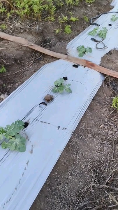 Капельный полив 🌱💦🍉 - YouTube