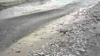 Массовая гибель рыбы в Азовском море (Mass destruction of fish)