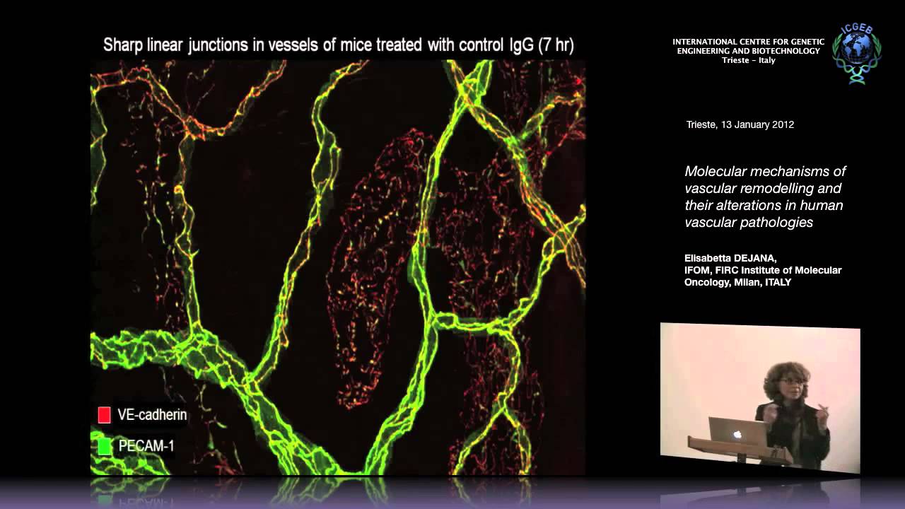 E. Dejana - Molecular mechanisms of vascular remodelling and their alterations