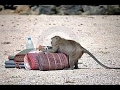 Funny Monkeys Stealing Things Compilation 2017 [NEW]