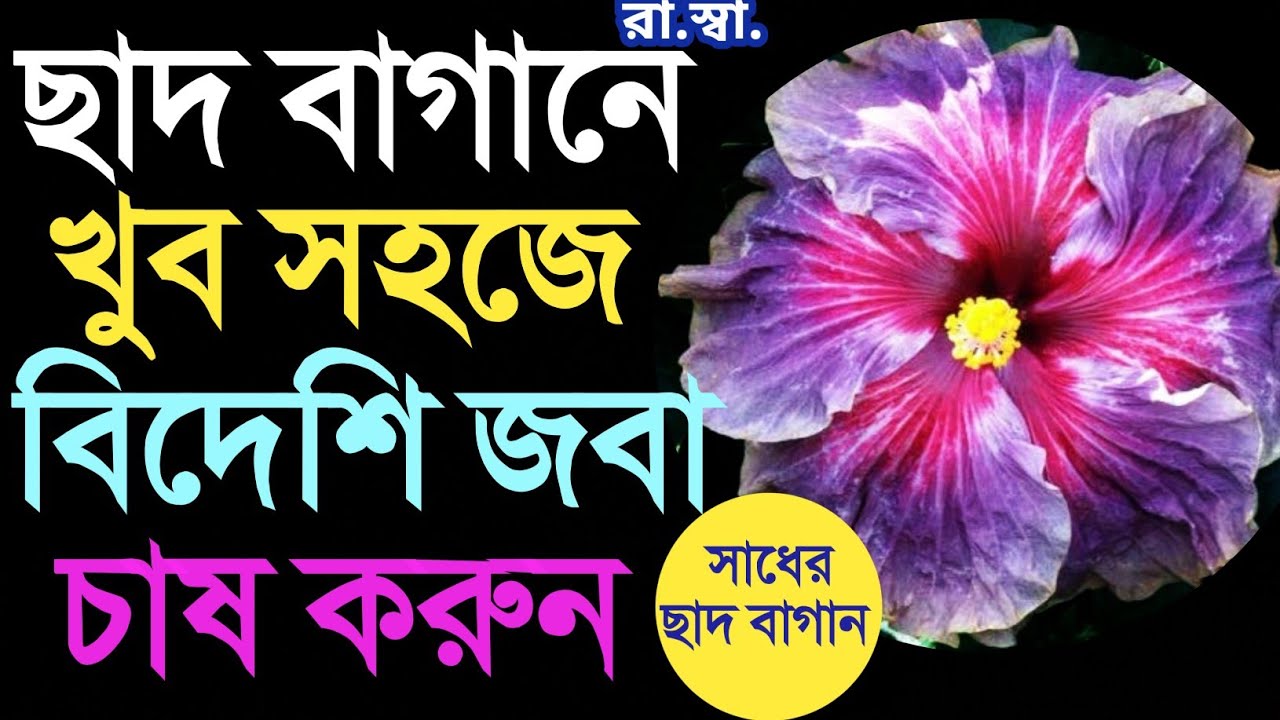 অস্ট্রেলিয়ান জবা বা বিদেশি জবা খুব সহজেই ছাদ বাগানে চাষ করুন। Grow and Care of Tropical Hibiscus.