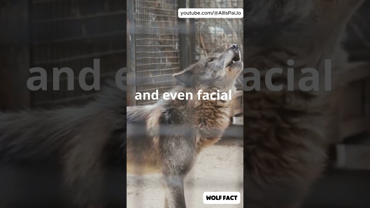 WOLF FACT 