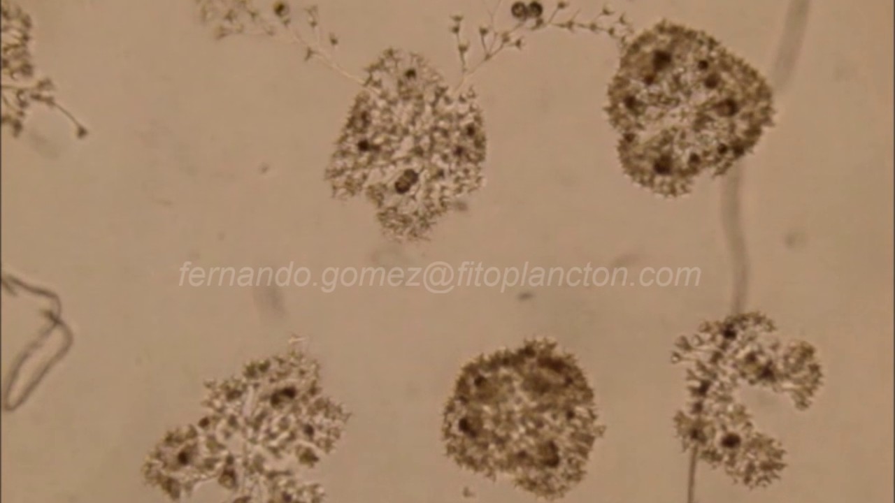 Motile behaviour of the planktonic ciliate Zoothamnium pelagicum Ciliophora, Peritrichia