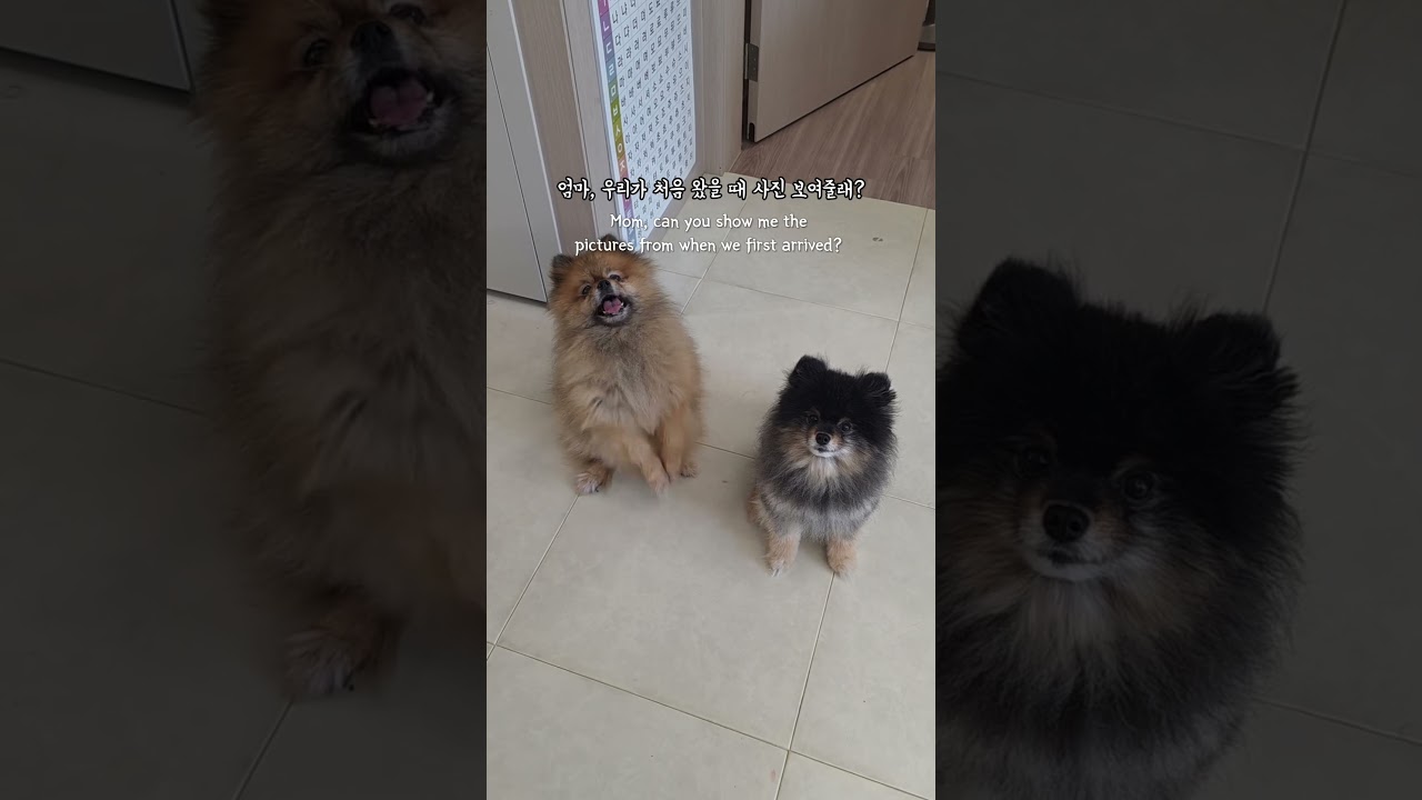 포메라니안 역변 놀라지 마세요... #shorts