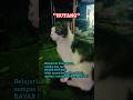 Kucing Ngelamun Karna Banyak Hutang😂🤭 #shorts #viral #short