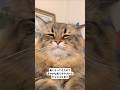 たぶん納涼動画 #サイベリアン #cat #ヤマネコ