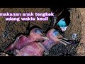 makanan burung tengkek waktu masih kecil