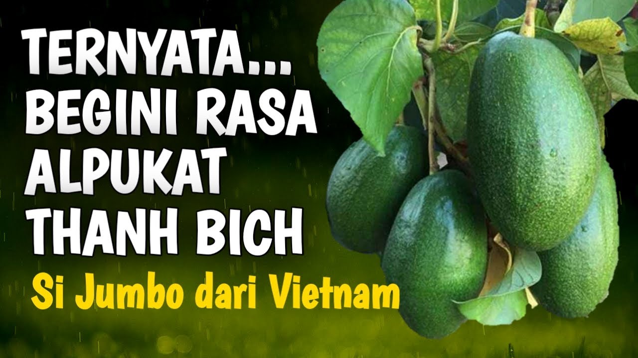 TERNYATA BEGINI RASA ALPUKAT THANH BICH, SI JUMBO ASAL VIETNAM !! Eps. 48