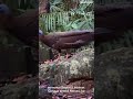 BURUNG RUAI SI PENARI HUTAN! Sayapnya Bikin Betina Tak Berkutik 😱🦜🇮🇩 Indonesia,#youtubeshorts #fyp