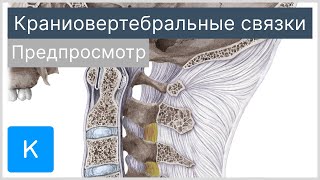 Краниовертебральные связки (предпросмотр) - Анатомия человека | Kenhub
