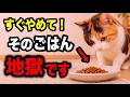 【飼い主が涙目】猫がごはんを食べなくなる理由10選を獣医師が解説します