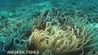 Jon Hopkins - Fading Glow [Underwater]