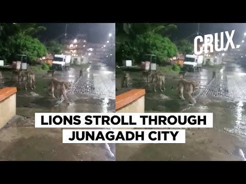 Viral Video Shows Pride Of Lions Strolling On Junagadh Street