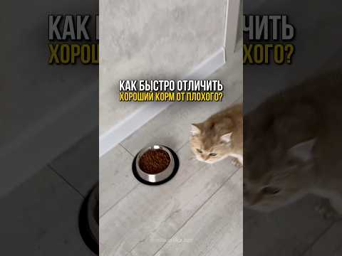 Как за 5 секунд отличить хороший корм от плохого?🐈 #котенок #cat #кот #коты #кошки