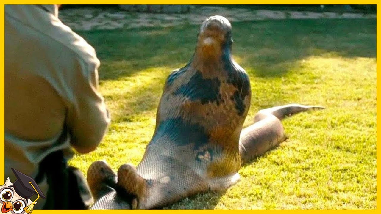 10 Raarste Dingen Gevonden In Dieren - Deel 2 - YouTube