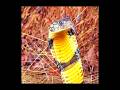 This Snake Can Kill An Elephant! 😱🐘 | king cobra | russell viper | khatarnak saanp | zehreelaa saanp