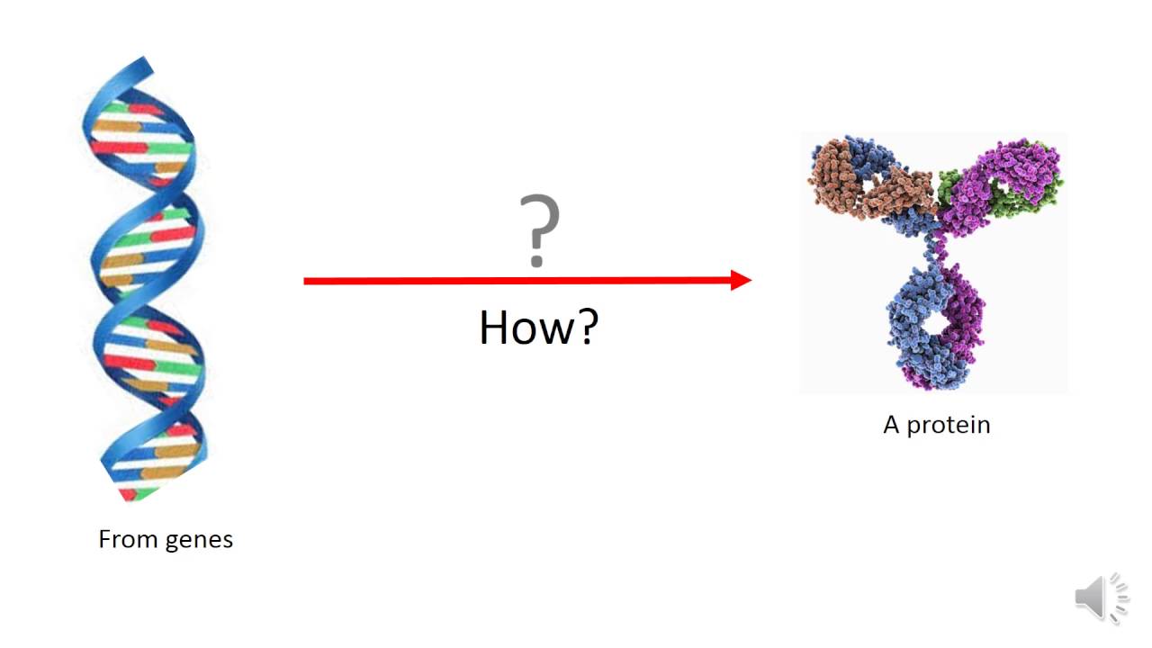 DNA to Protein WJEC 7 1 - YouTube