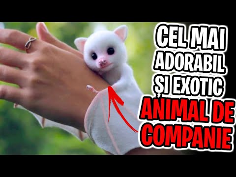 Video: Animalele De Companie Schimbă Caracterul Proprietarului