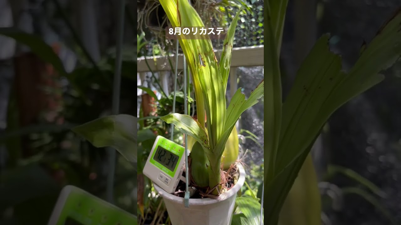 Lycaste In August 8月のリカステ 今年は夏を越せるのか Youtube
