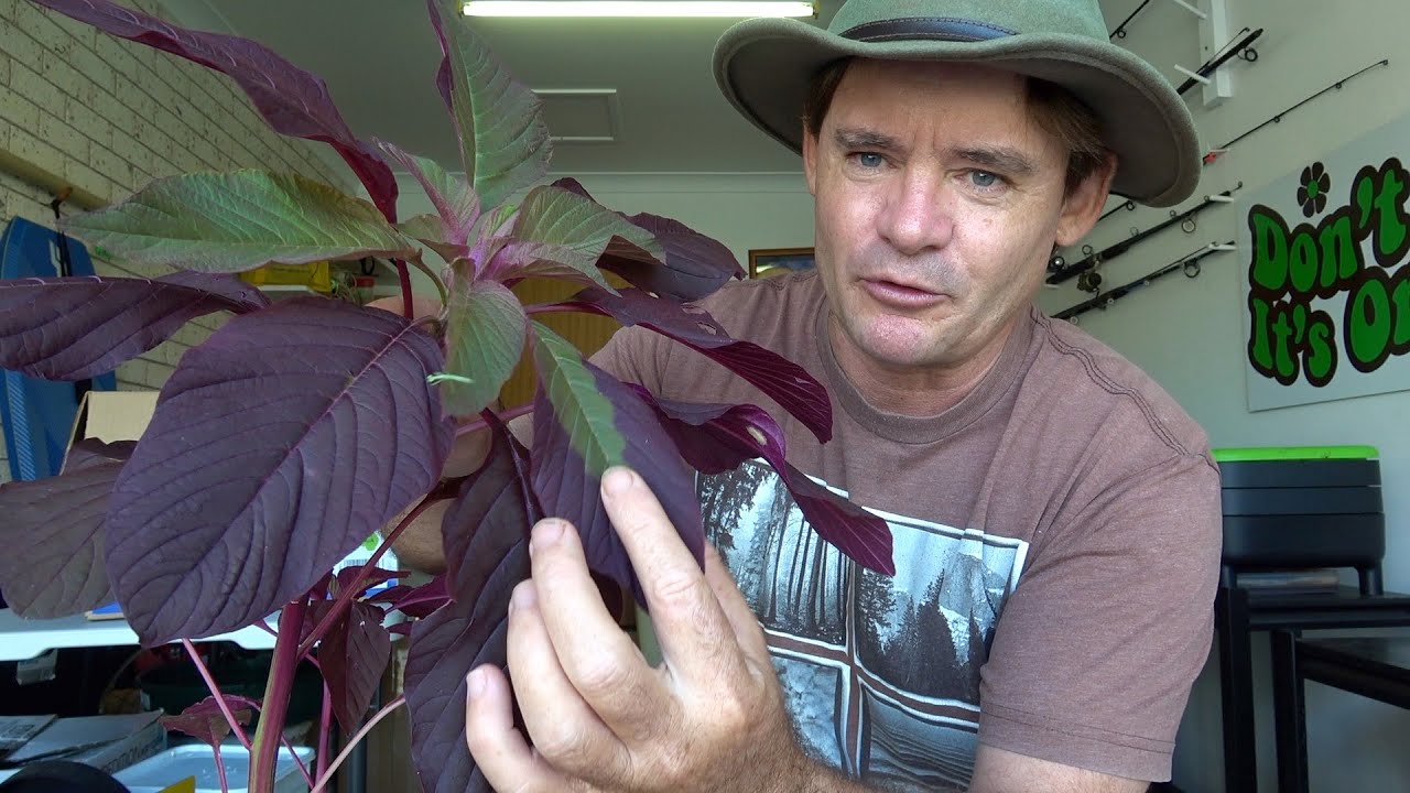 VLOG Compost Worm Nurseries Amaranth & Windrow Update